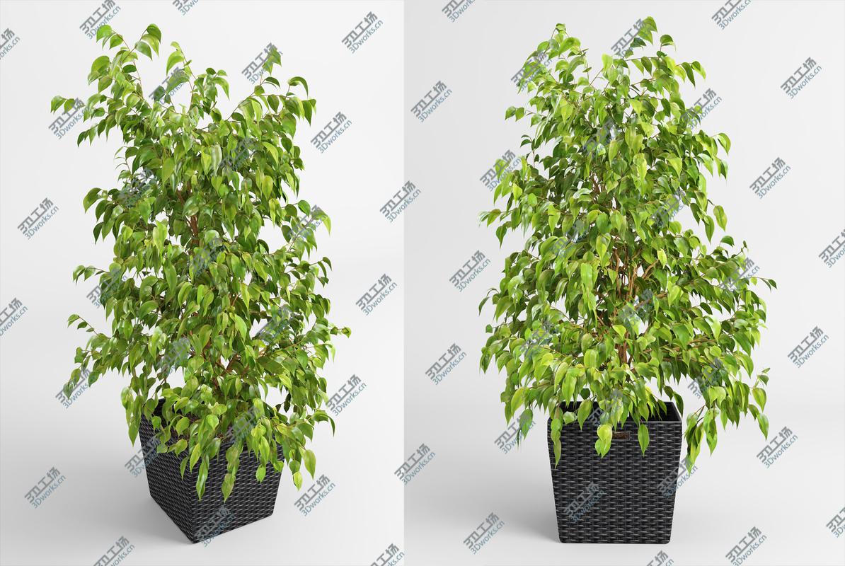 images/goods_img/202105074/Benjamin Fig Trees (-GrowFX) 3D model/2.jpg